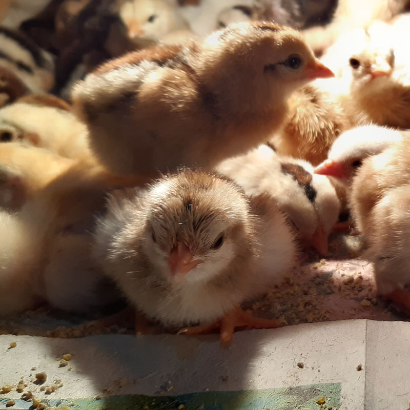 Chicks 1 Chicks 1