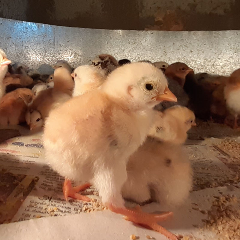 Chicks 2