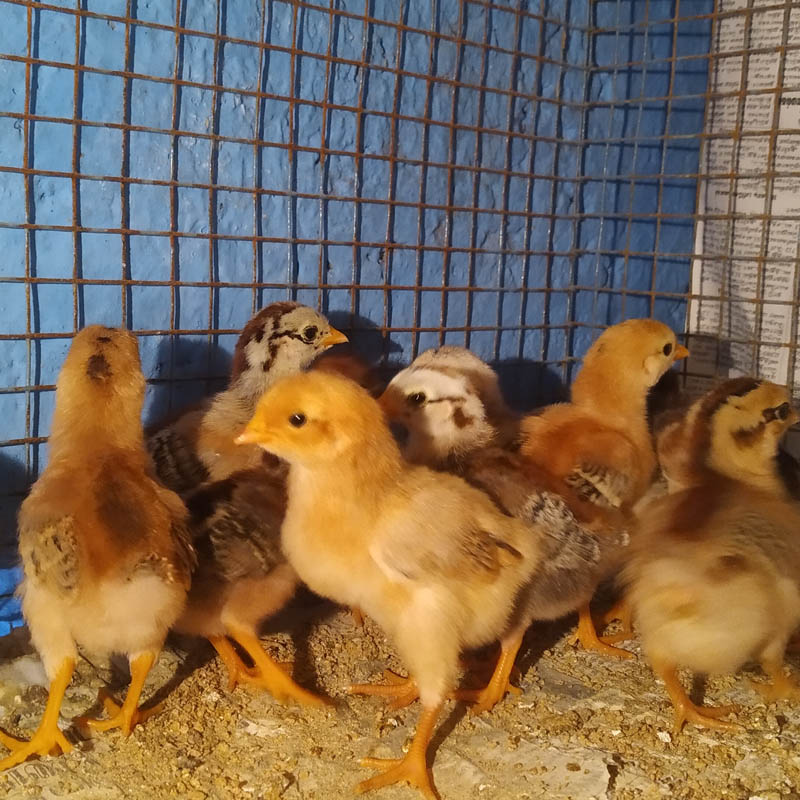 Chicks 3