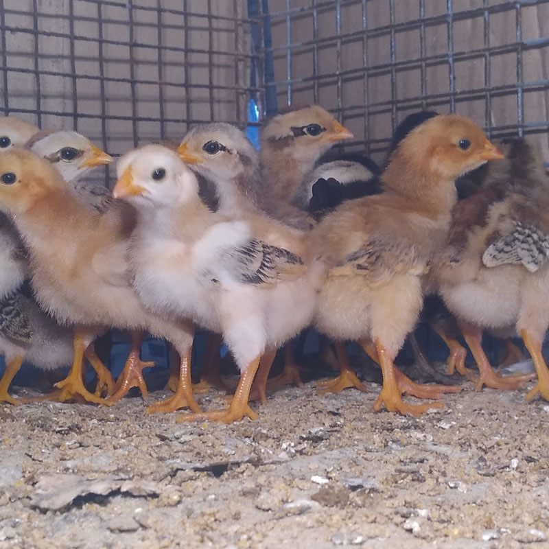 Chicks 4