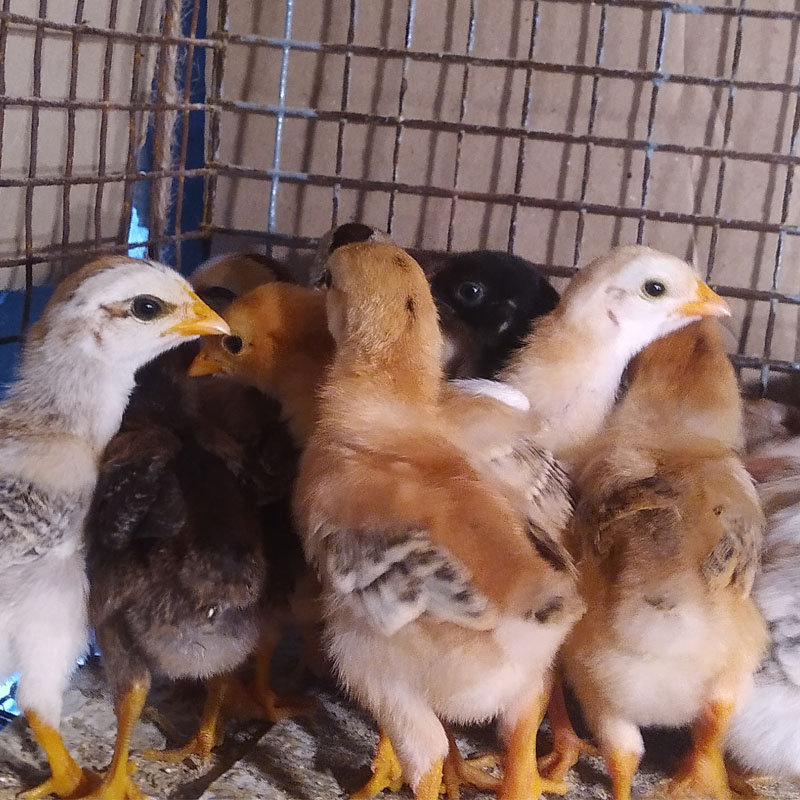 Chicks 5