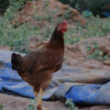Country Hens 1