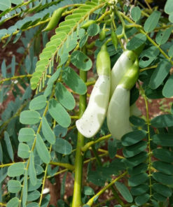 Agathi Seeds 3