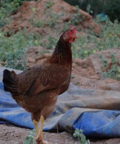 Country Hens 1