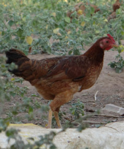 Country Hens 2