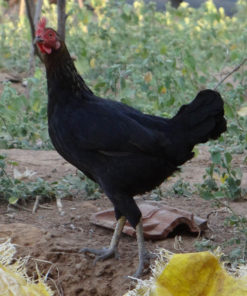 Country Hens 3