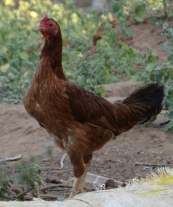 Country Hens 4
