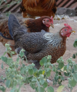 Country Hens 5