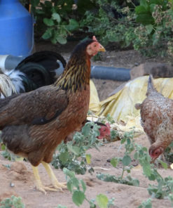 Country Hens 6