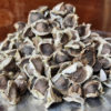 Murunga Seeds 1