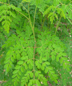 Murunga Seeds 3