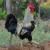 Roosters 1