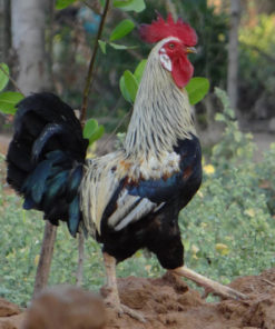 Roosters 1