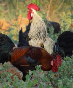 Roosters 2