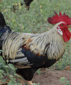 Roosters 3