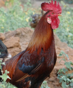 Roosters 4