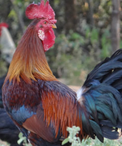 Roosters 5