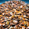 Soundal Seeds 1