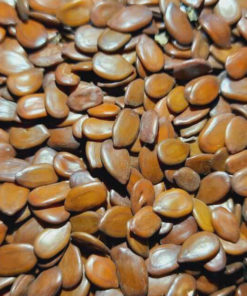 Soundal Seeds 2