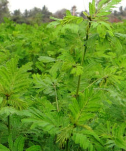 Velimal Seed 4